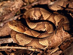 Copperhead, Fall Creek Falls State Park, Tennessee